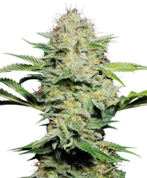 Shiva Skunk Automatic - SENSI SEEDS | TanieSianie.pl