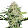 Shiva Skunk Automatic - SENSI SEEDS