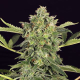 Mango Cream Auto - EXOTIC SEED | TanieSianie.pl