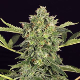 Mango Cream Auto - EXOTIC SEED | TanieSianie.pl