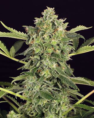 Mango Cream Auto - EXOTIC SEED | TanieSianie.pl