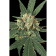 Blue Monkey - EXOTIC SEED | TanieSianie.pl