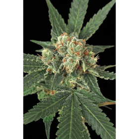 Blue Monkey - EXOTIC SEED | TanieSianie.pl