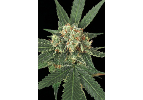 Blue Monkey - EXOTIC SEED | TanieSianie.pl