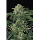 Jungle Fever Auto - EXOTIC SEED | TanieSianie.pl