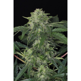 Jungle Fever Auto - EXOTIC SEED | TanieSianie.pl