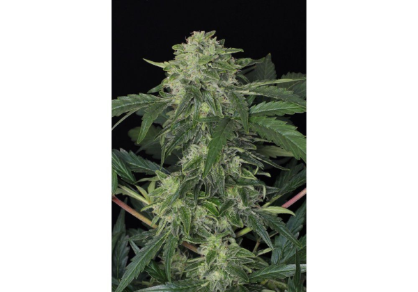 Jungle Fever Auto - EXOTIC SEED | TanieSianie.pl
