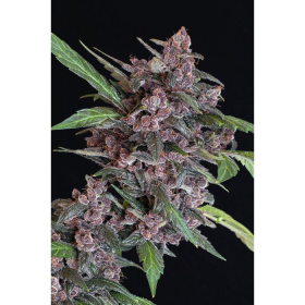 Black Lemon Auto - EXOTIC SEED | TanieSianie.pl