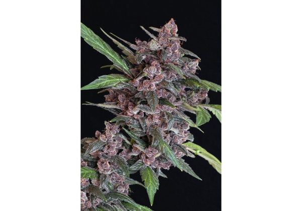 Black Lemon Auto - EXOTIC SEED | TanieSianie.pl
