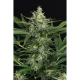 Green Gummy Auto - EXOTIC SEED | TanieSianie.pl