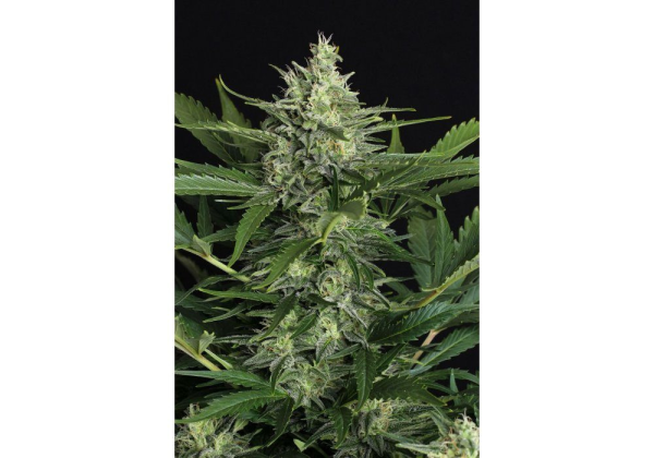 Green Gummy Auto - EXOTIC SEED | TanieSianie.pl
