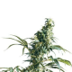 Mexican Sativa - SENSI SEEDS | TanieSianie.pl