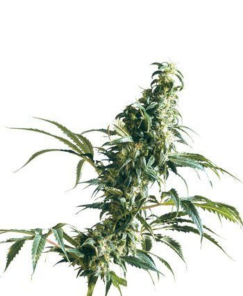 Mexican Sativa - SENSI SEEDS | TanieSianie.pl