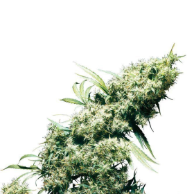 Jamaican Pearl - SENSI SEEDS | TanieSianie.pl