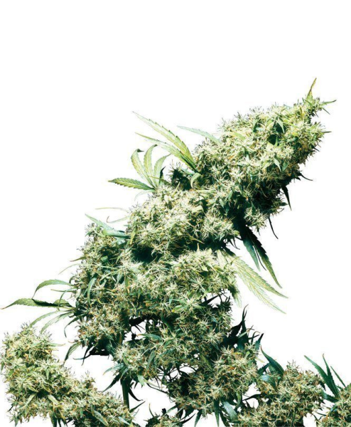 Jamaican Pearl - SENSI SEEDS | TanieSianie.pl