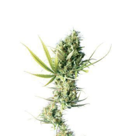 Durban - SENSI SEEDS | TanieSianie.pl