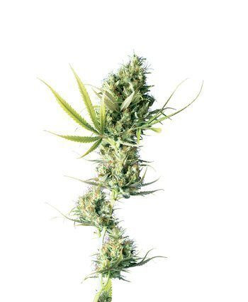 Durban - SENSI SEEDS | TanieSianie.pl