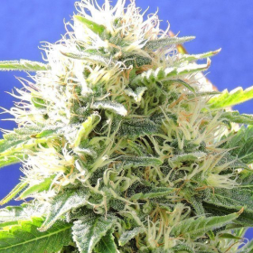 Black Destroyer - Original Sensible Seeds | TanieSianie.pl