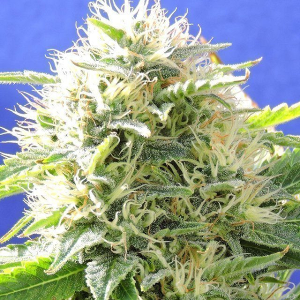 Black Destroyer - Original Sensible Seeds | TanieSianie.pl