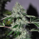 Chem #4 OG - THE CALI CONNECTION | TanieSianie.pl