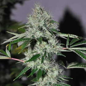 Chem #4 OG - THE CALI CONNECTION | TanieSianie.pl