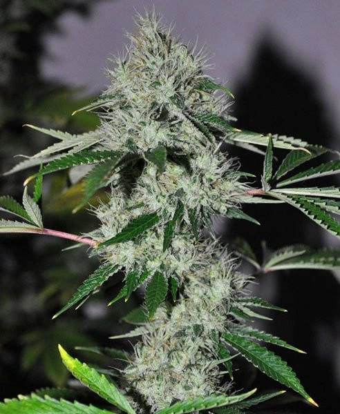 Chem #4 OG - THE CALI CONNECTION | TanieSianie.pl