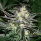 Chem #4 OG - THE CALI CONNECTION | TanieSianie.pl