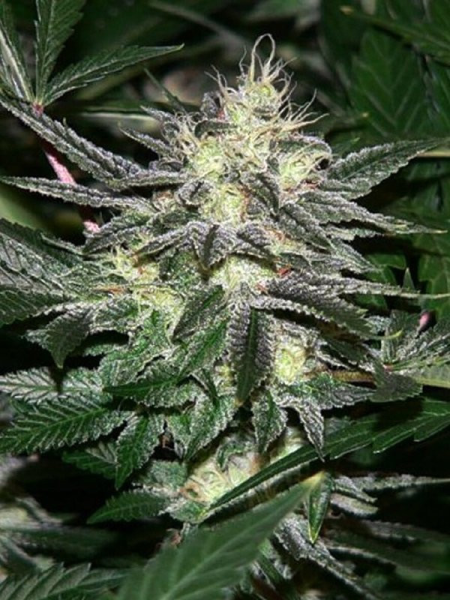 Chem #4 OG - THE CALI CONNECTION | TanieSianie.pl