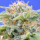 Black Gum - Original Sensible Seeds | TanieSianie.pl