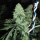 Dead Head OG - THE CALI CONNECTION | TanieSianie.pl