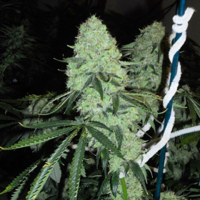 Dead Head OG - THE CALI CONNECTION | TanieSianie.pl