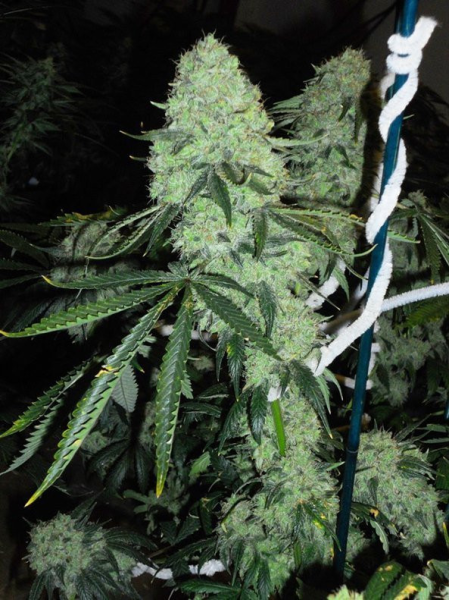 Dead Head OG - THE CALI CONNECTION | TanieSianie.pl