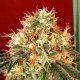 Dead Head OG - THE CALI CONNECTION | TanieSianie.pl