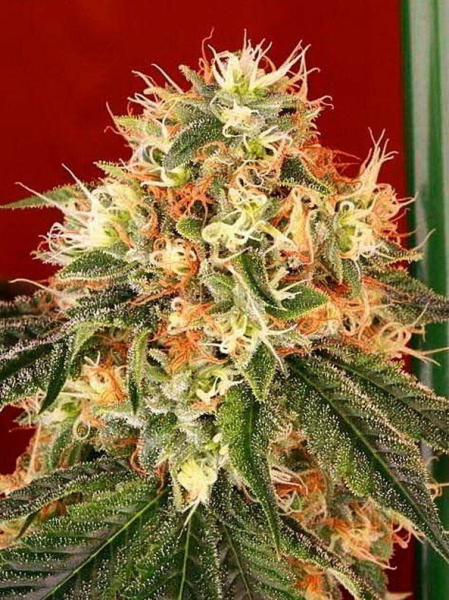 Dead Head OG - THE CALI CONNECTION | TanieSianie.pl