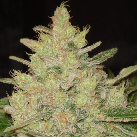 Blueberry Ghost OG - Original Sensible Seeds | TanieSianie.pl