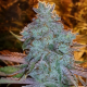 Girl Scout Cookies - THE CALI CONNECTION | TanieSianie.pl