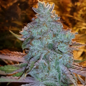 Girl Scout Cookies - THE CALI CONNECTION | TanieSianie.pl