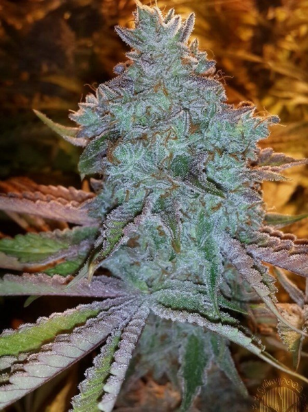 Girl Scout Cookies - THE CALI CONNECTION | TanieSianie.pl