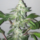 Girl Scout Cookies - THE CALI CONNECTION | TanieSianie.pl