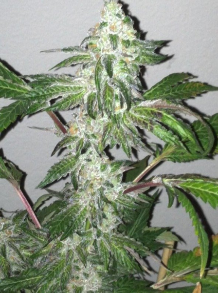 Girl Scout Cookies - THE CALI CONNECTION | TanieSianie.pl