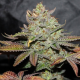 Girl Scout Cookies - THE CALI CONNECTION | TanieSianie.pl