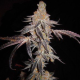 Girl Scout Cookies - THE CALI CONNECTION | TanieSianie.pl