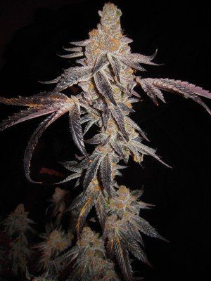Girl Scout Cookies - THE CALI CONNECTION | TanieSianie.pl