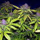Grape Kush - THE CALI CONNECTION | TanieSianie.pl
