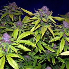 Grape Kush - THE CALI CONNECTION | TanieSianie.pl