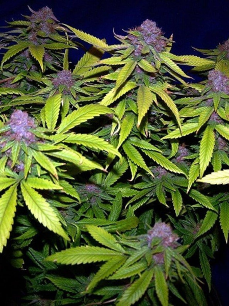 Grape Kush - THE CALI CONNECTION | TanieSianie.pl