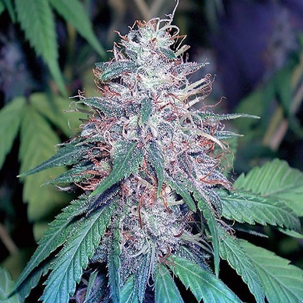 Grape Kush - THE CALI CONNECTION | TanieSianie.pl