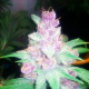 Grape Kush - THE CALI CONNECTION | TanieSianie.pl