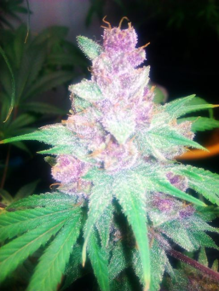 Grape Kush - THE CALI CONNECTION | TanieSianie.pl