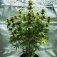 Royal Haze Automatic - ROYAL QUEEN SEEDS | TanieSianie.pl